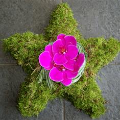 390 Mossed Star