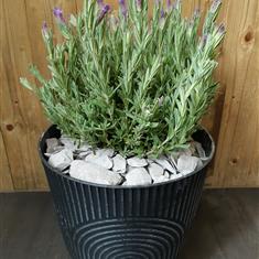 Lavender Plant