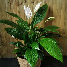 Spathiphyllum in Natural Wicker pot 