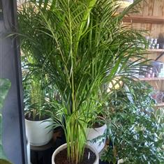 Areca Palm 5ft in large ceramic pot