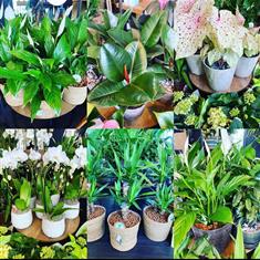 House Plant Subscription (12 Months)