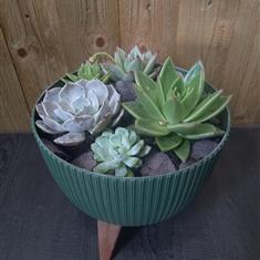 Mixed Succulent Planter (Indoor or Outdoor)