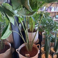 Large Alocasia Plant