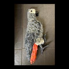 870 Parrot