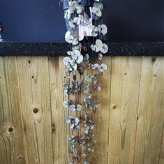Trailing Ceropegia plant