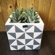 Hawortia in Square Grey Pot