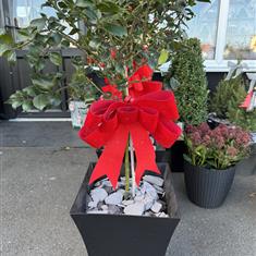 Standard Holly with LED lit red Bow