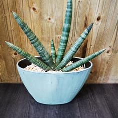 Sansevieria &#39;Hand shake&#39; in green oval ceramic pot