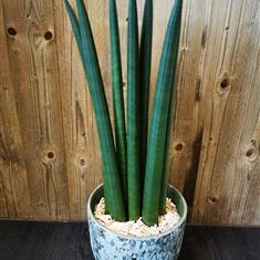 Sansevieria &#39;Fan&#39; in green ceramic pot 