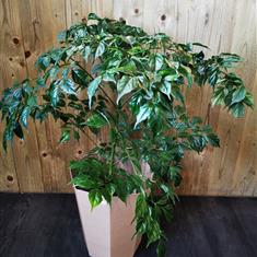 Radermachera &#39;China Dolls&#39;