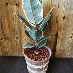 Ficus Elastica &#39;Rubber Plant&#39; in basket