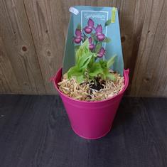 Garden Slipper Orchid