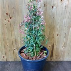 Jasmine in Blue Bee pot