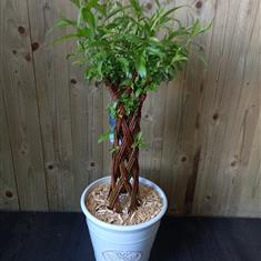 Twisted Willow