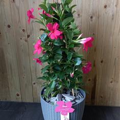 Mandeville Cerise pink 