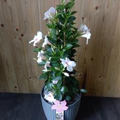 Mandeville Pale Pink