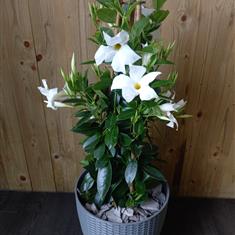 Mandeville White 
