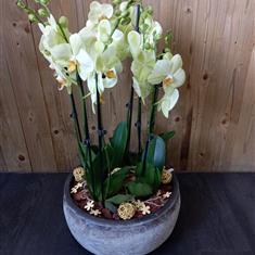 Large Lemon Orchids in Stone Bowl 