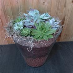 Large Succulent Planter in Glass 