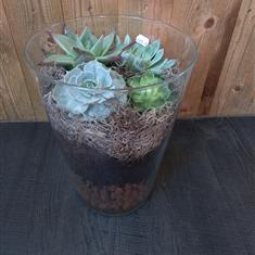 Medium Succulent Planter in Glass 