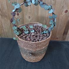 Ceropegia Hoops in a Wicker Pot