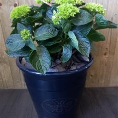 Pink Outdoor Hydrangea in Bee Motiv Pot