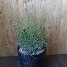 Lavender in Black pot