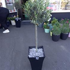 Olive tree 4-5 ft