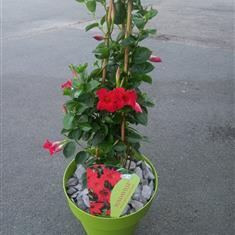 Mandeville Red 