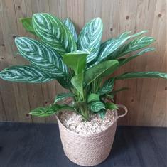 Aglaonema in a Large Basket
