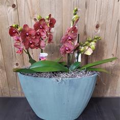 Orange Phalaenopsis planter in Oval pot 