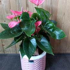 Pink Anthurium in a Pink Pot cover 