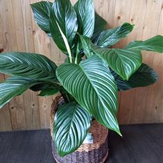 Large Spathiphyllum in a Wicker Basket