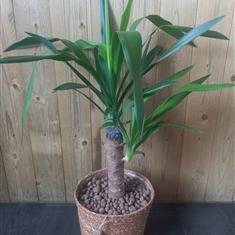 Yucca in Basket