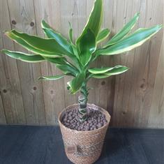 Dracaena in Basket