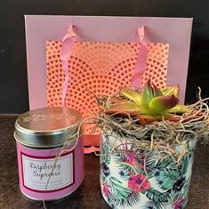 Raspberry Supreme Candle and Succulent Collection 