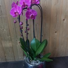 Weeping cerise Phalaenopsis in Shiny Grey Pot