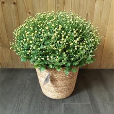 Autumnal Chrysanth in Basket