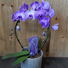 Purple Hoop Orchid