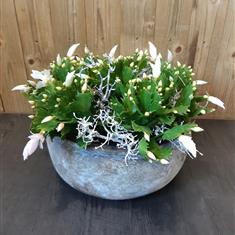 Schlumbergia Planter