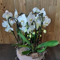 Phalaenopsis Bowl 