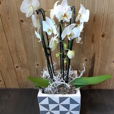 Phalaenopsis in Grey and White Pot