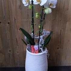 White Phalaenopsis in Tall white stone Pot