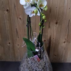 Weeping White Phalaenopsis in Glass