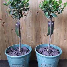 Bay Tree in Green Pot 
