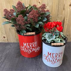 Merry Christmas Plant Collection 