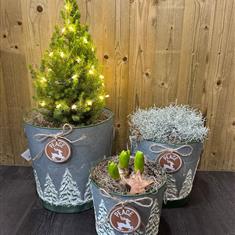 Winter Plant Collection 