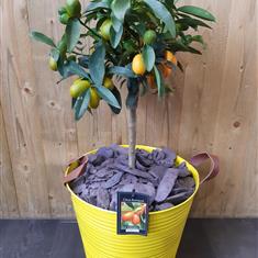 Kumquat Citrus Tree