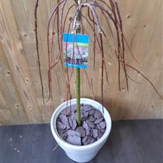 Weeping Pussy Willow