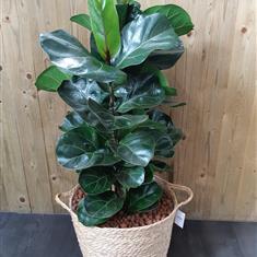 Ficus Lyrata 